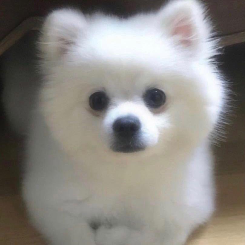 孜然味的自由人