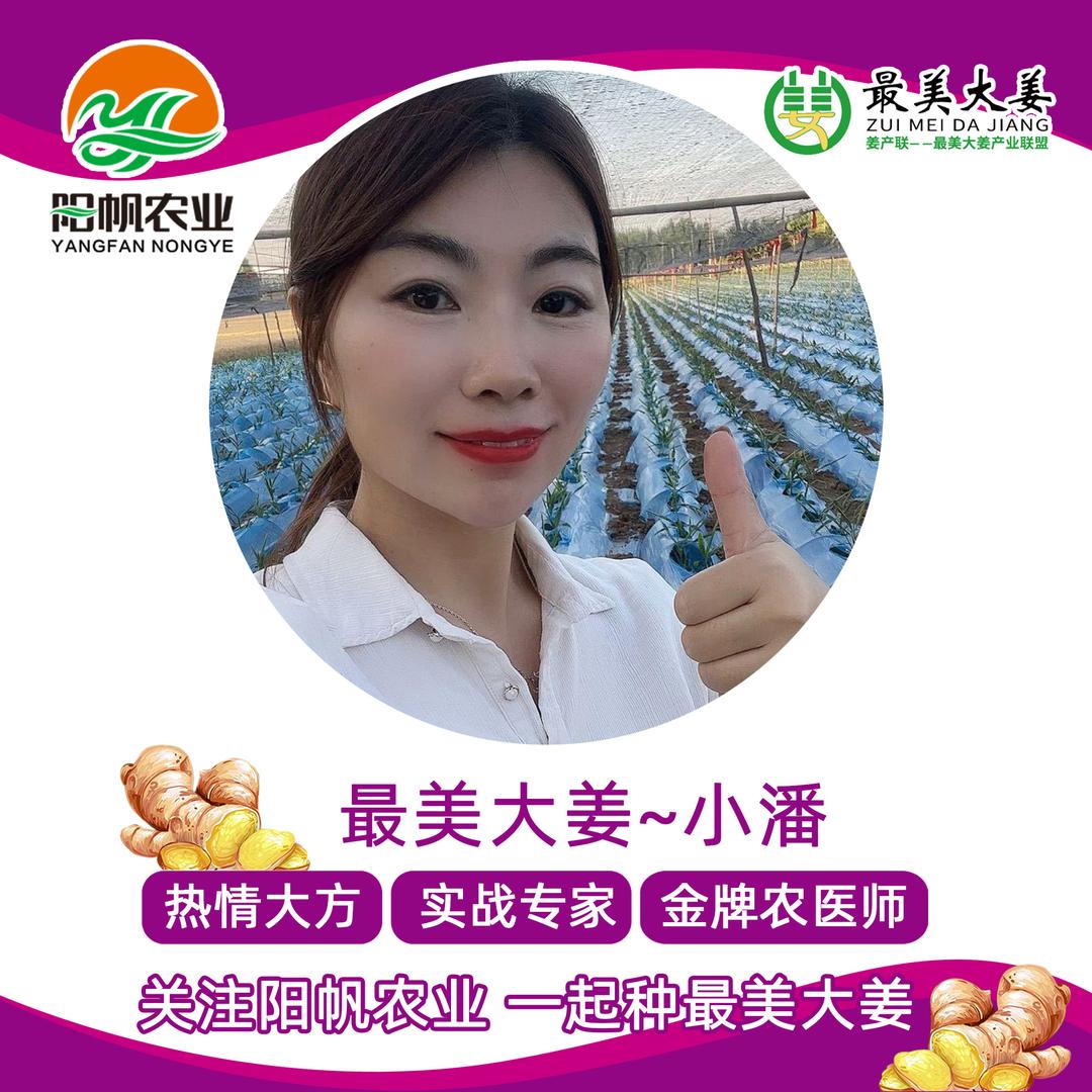 最美大姜-小潘