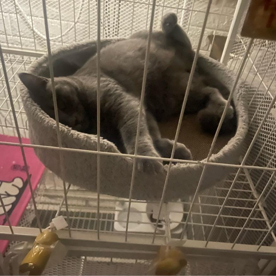 林深时见鹿