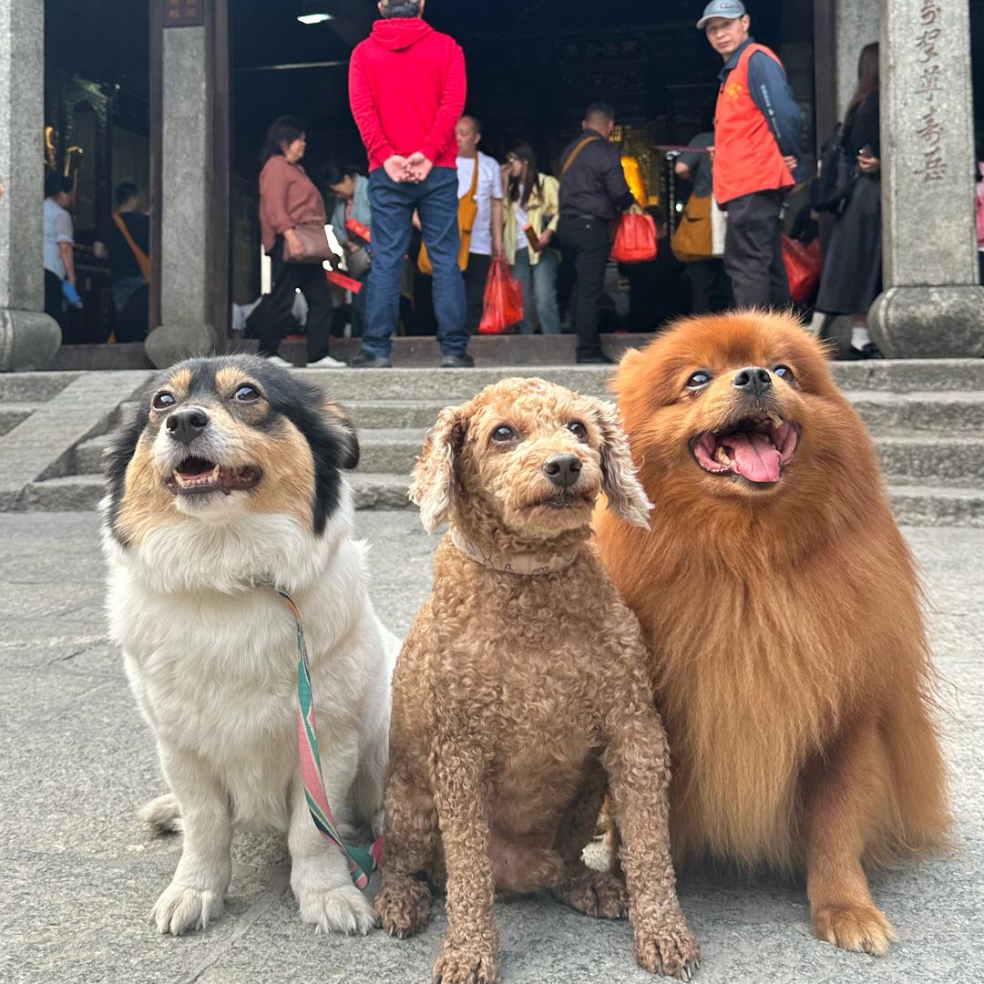 四大名猪（发财版）