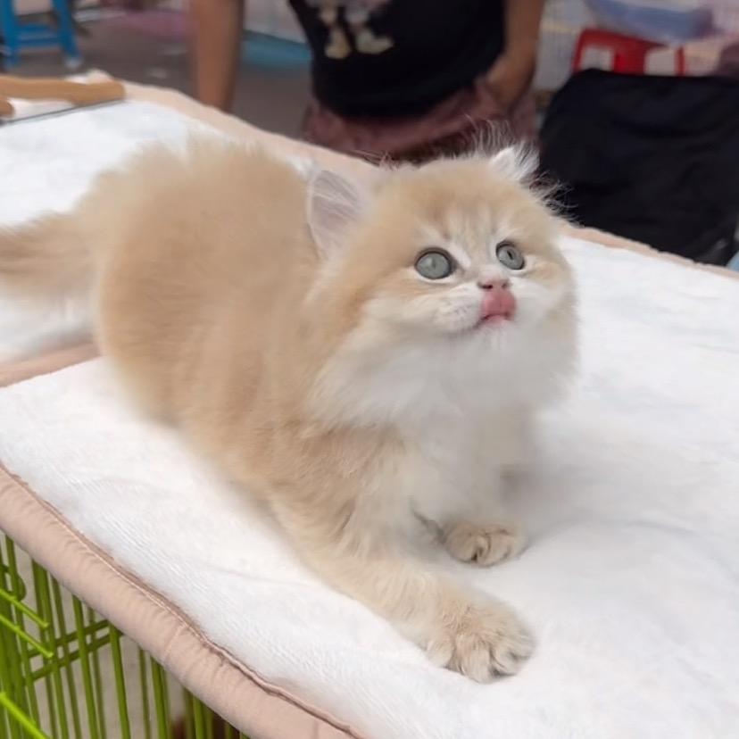 猫仙舍宠业臻选阁