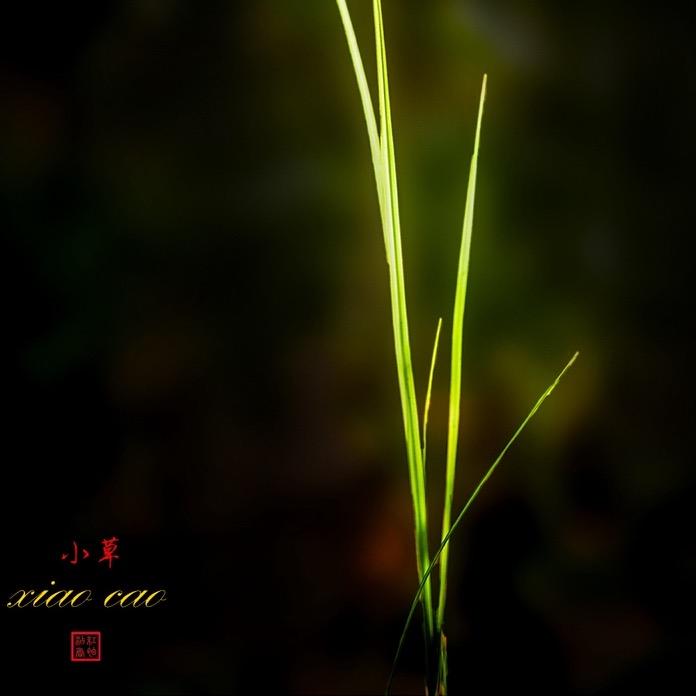 一根草