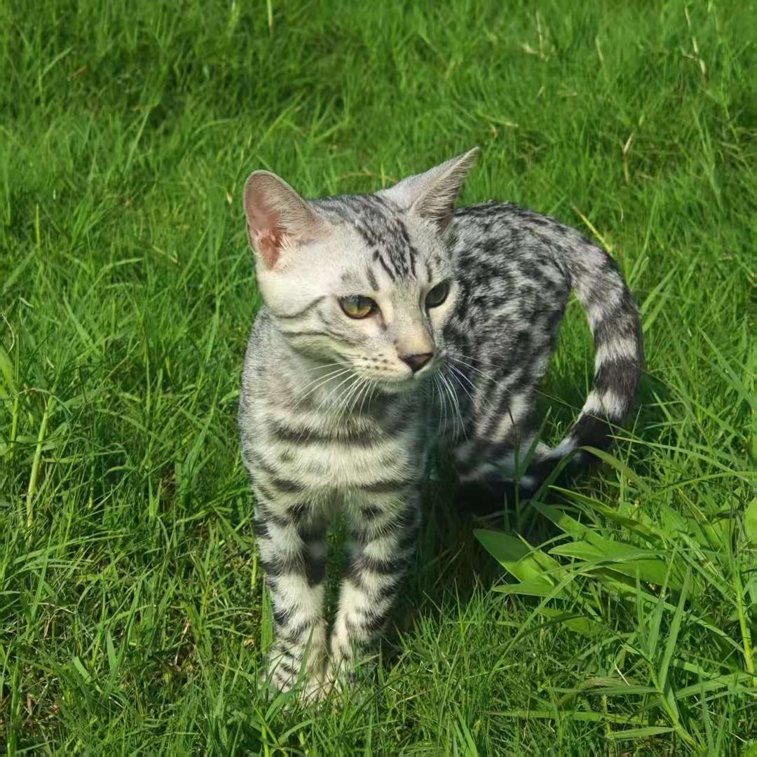 金角银角大王👑