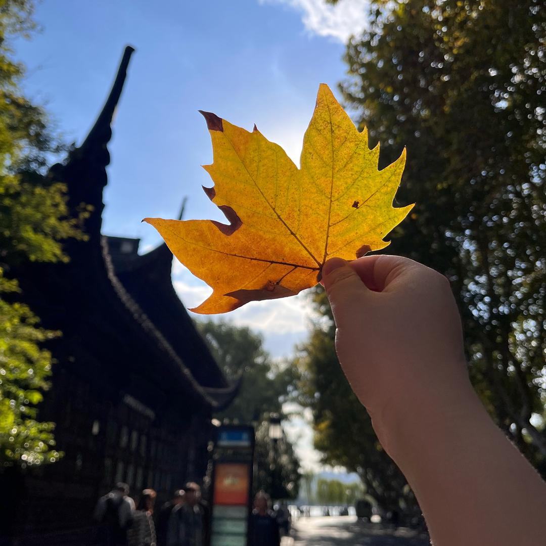 拖沓大王（不吃香菜版）