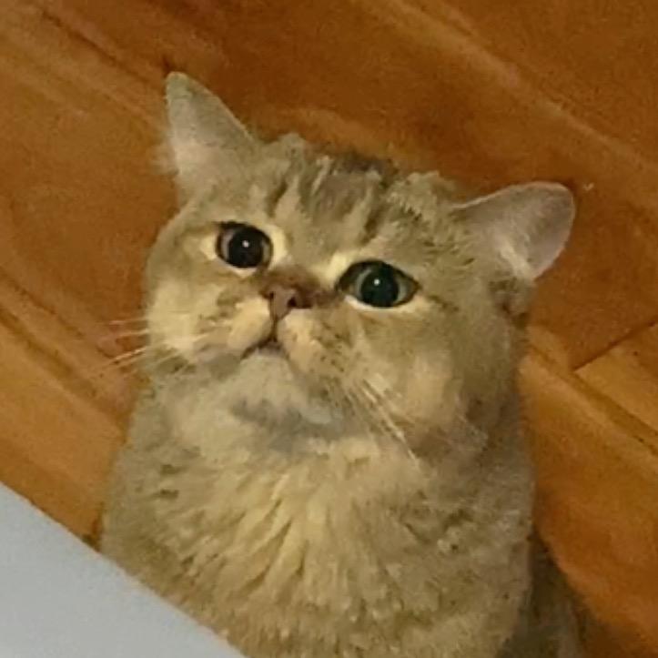 黑金 悠米(蒲公英版)