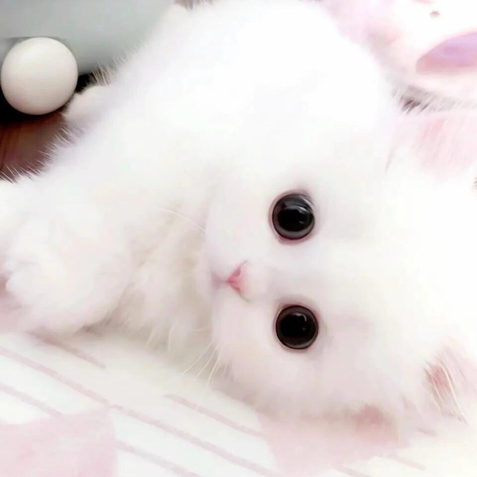 miss^兔子y