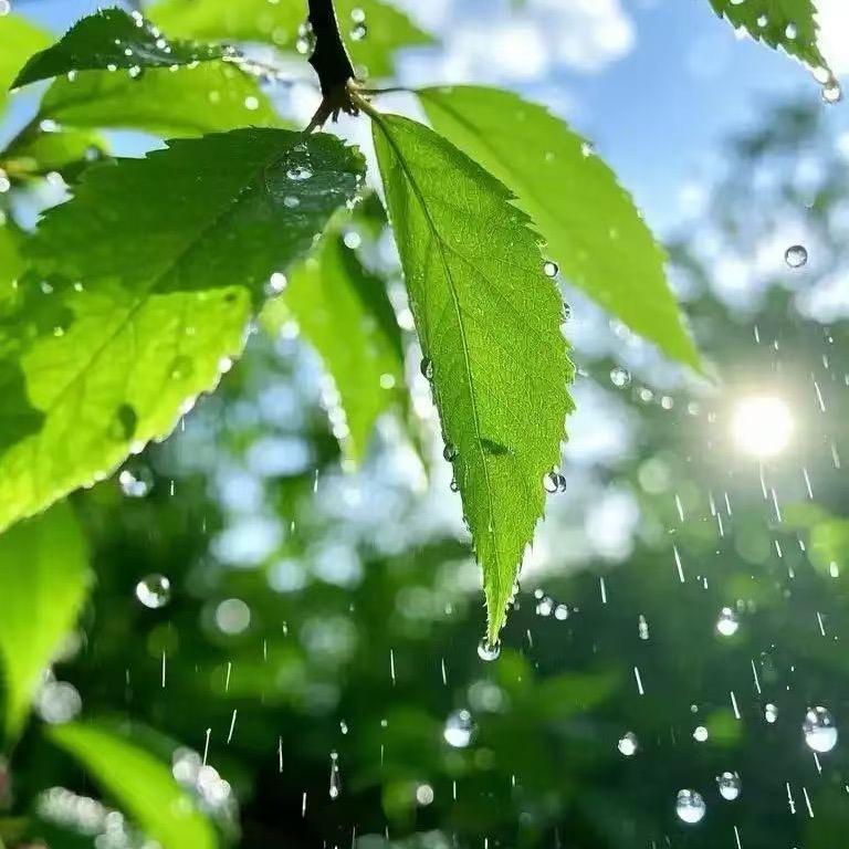 七歌［古呱古呱］