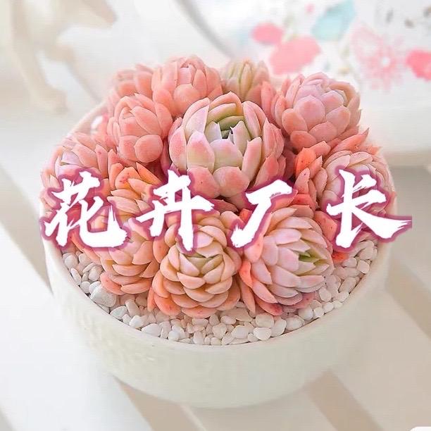花卉厂长