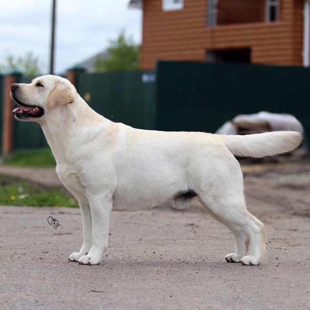 至臻拉布拉多犬舍（直播号）