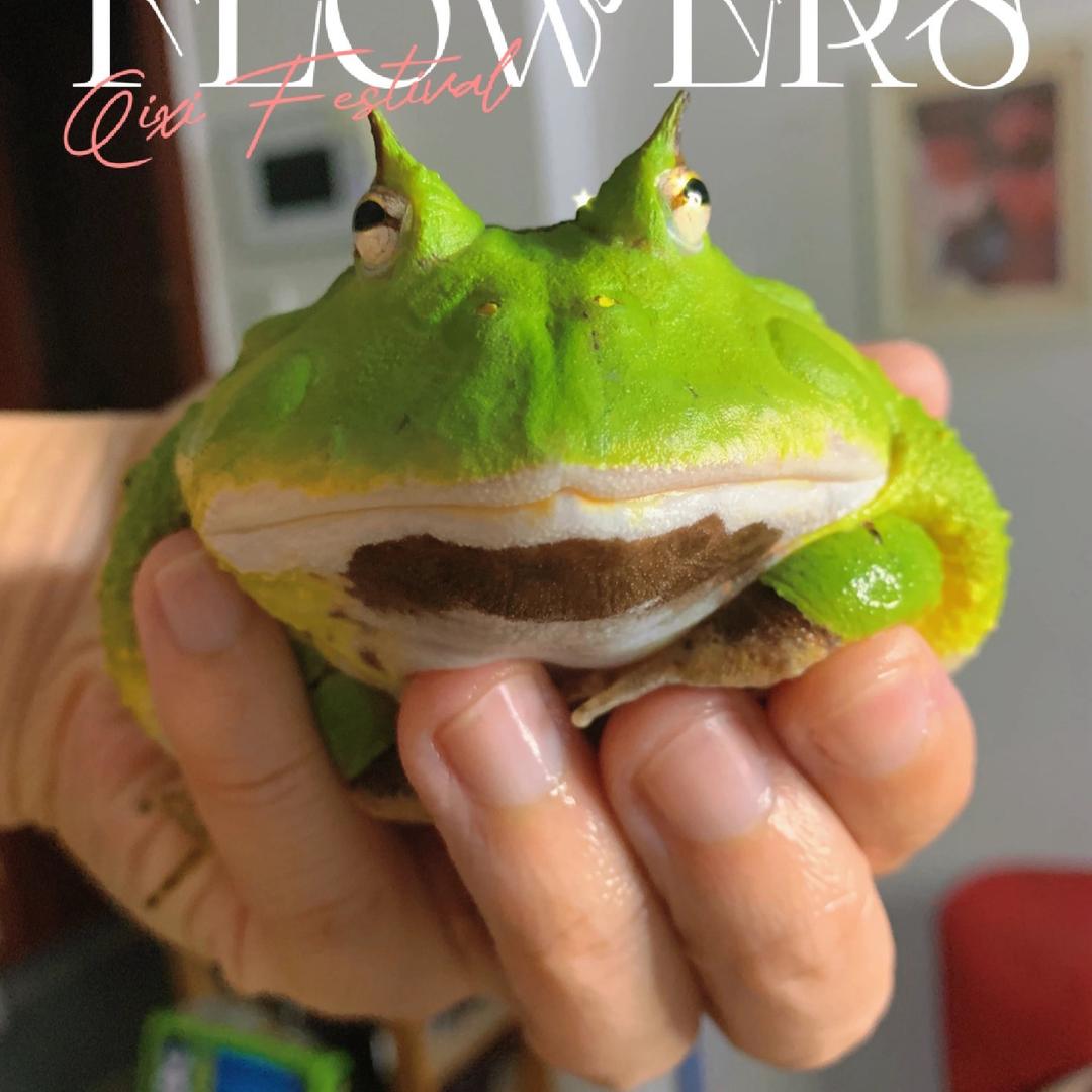 小伟与角蛙彬彬