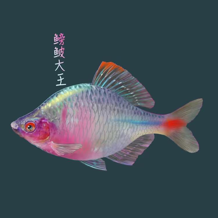 鳑鲏大王