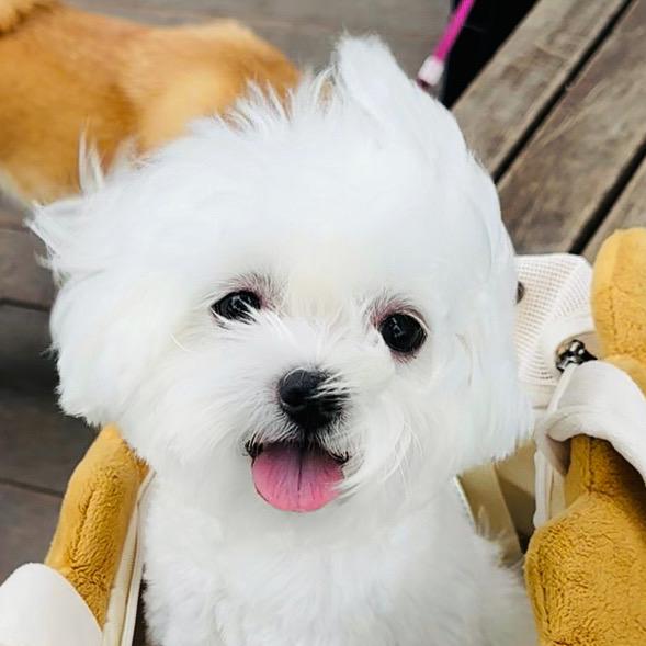 小马奶盖