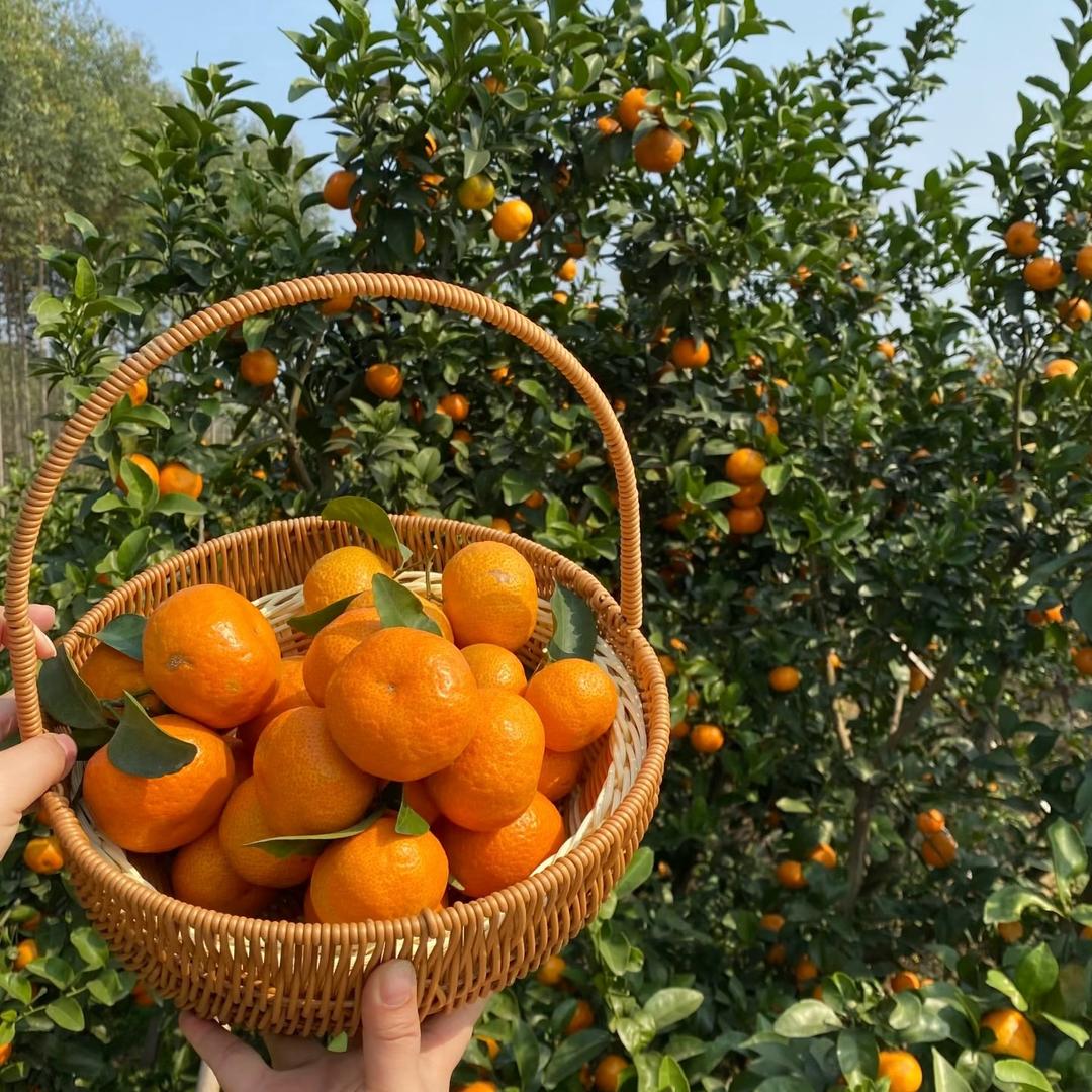 广西沙糖桔（现采现摘）