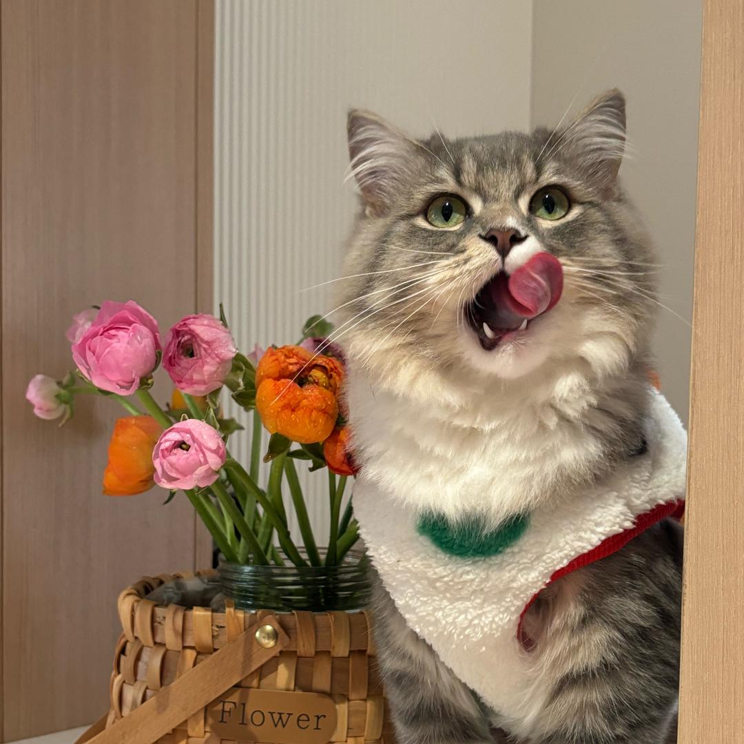乌拉小猫