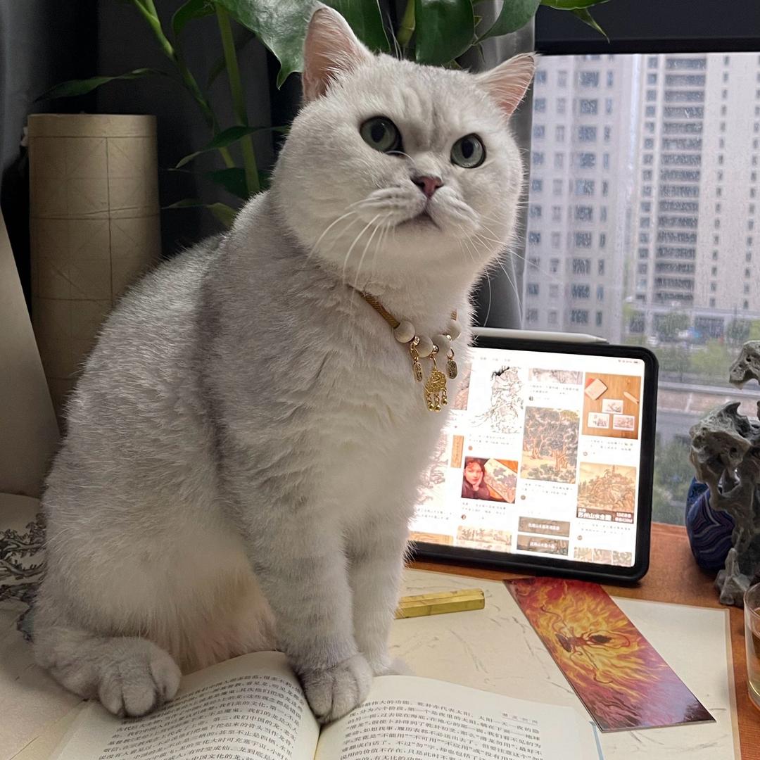 丧彪小咪