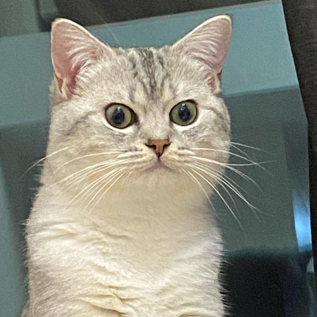 你是哪只猫