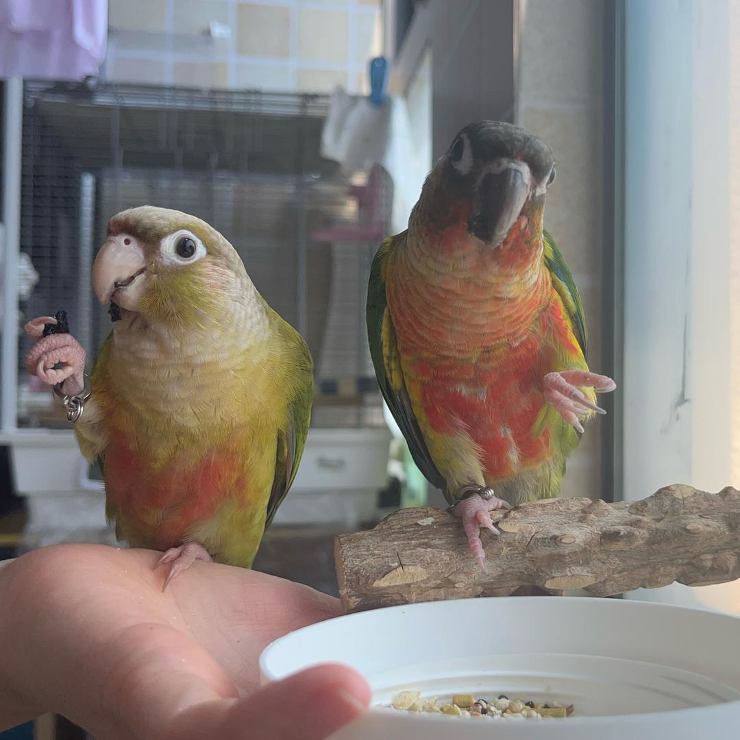 鹦鹉小小雨🦜