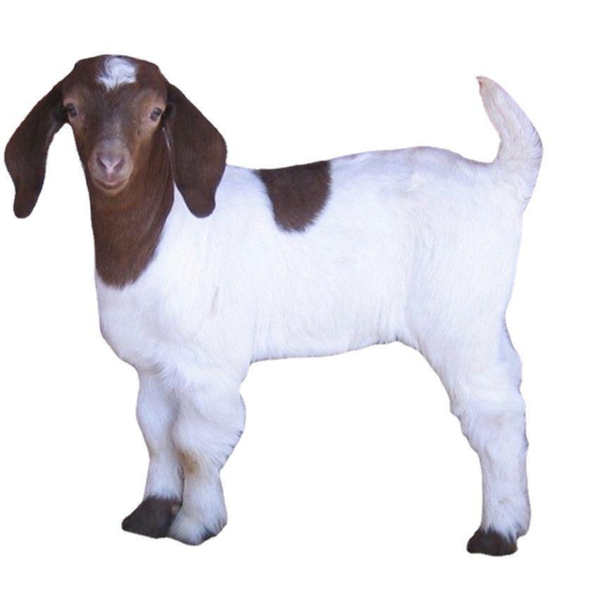 🐑精品羊苗出售