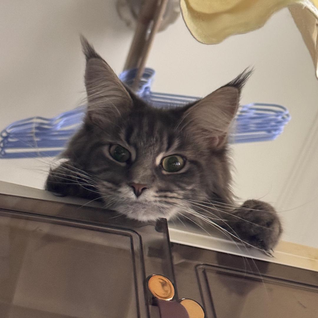 重生之我在即墨开猫舍