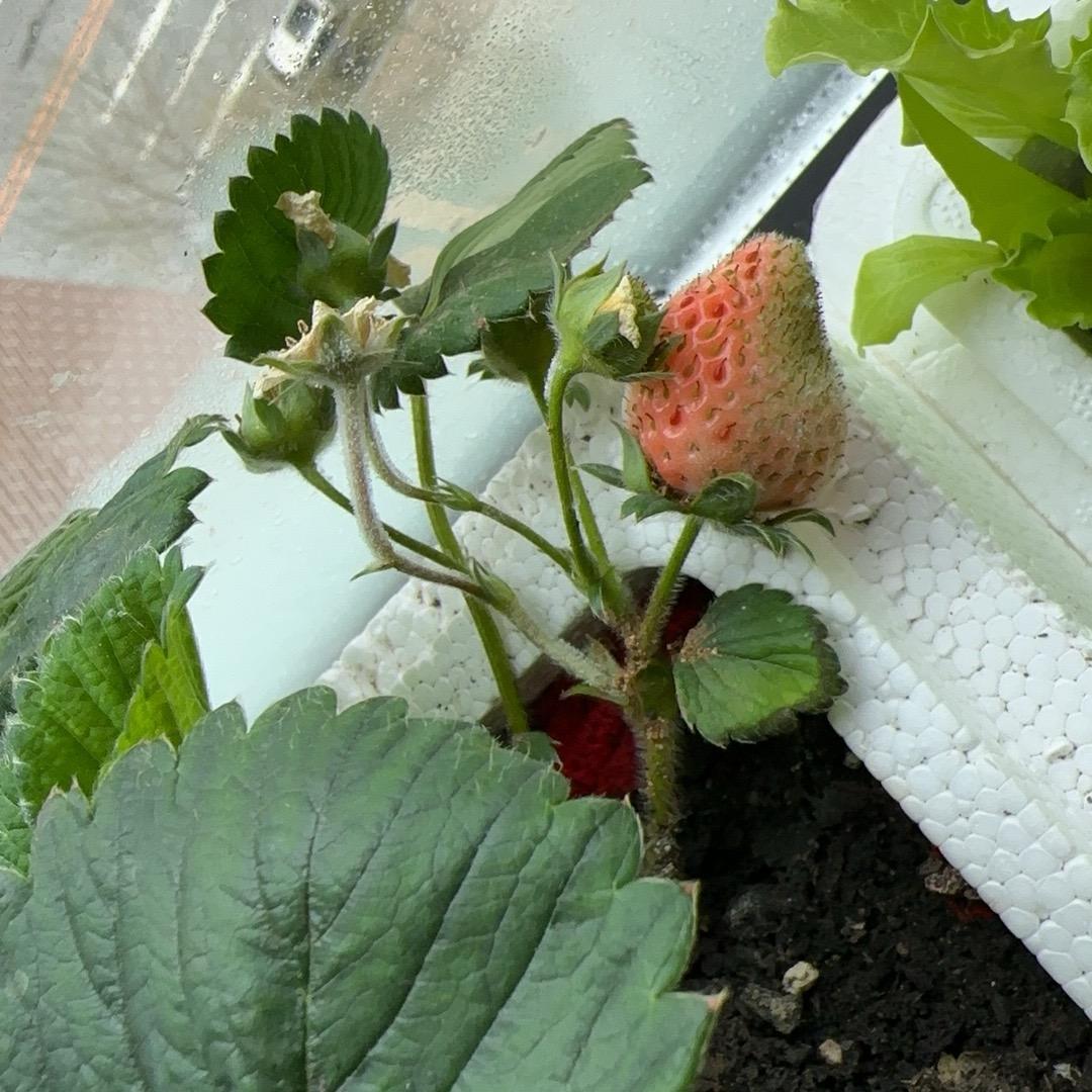 新纯真健康粮菜