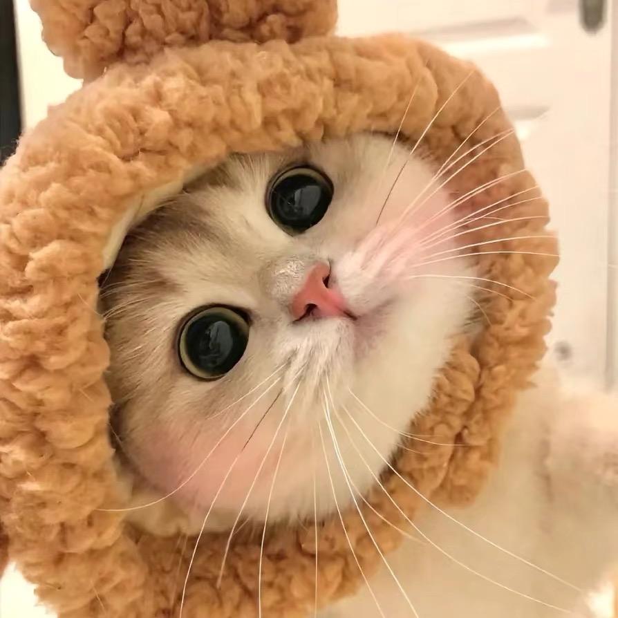 ₊⁺𝙠𝙞𝙩𝙩𝙮༠°.🍑