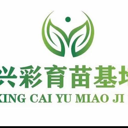 兴彩种苗红