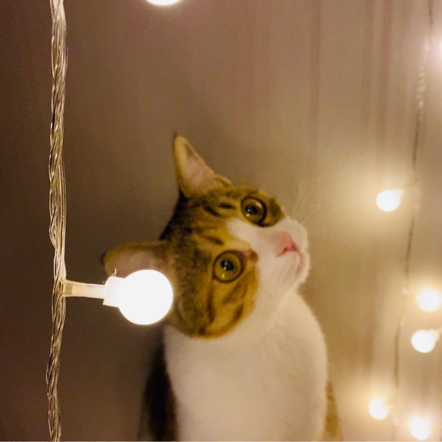 铲子是一只猫