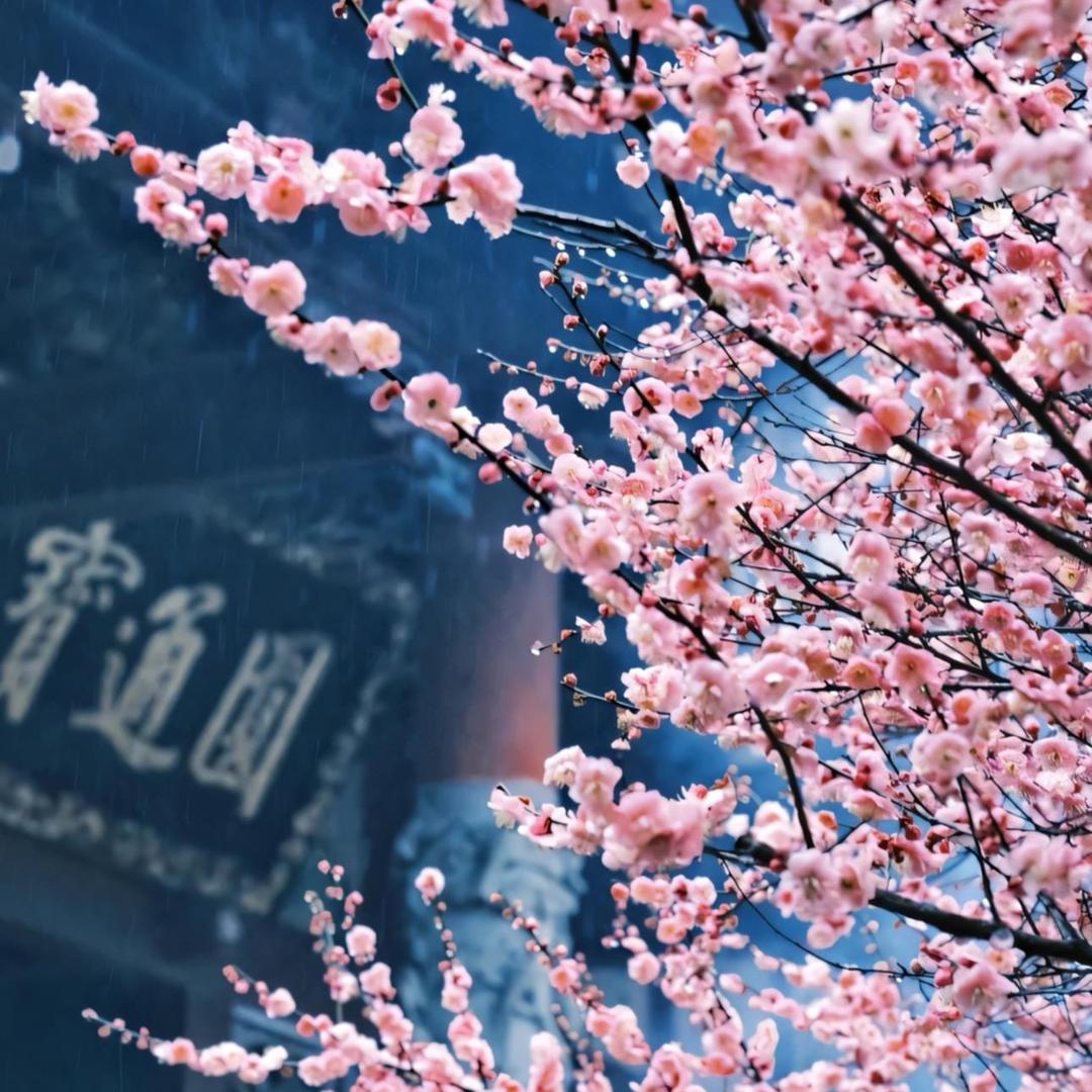 甄选卢老师