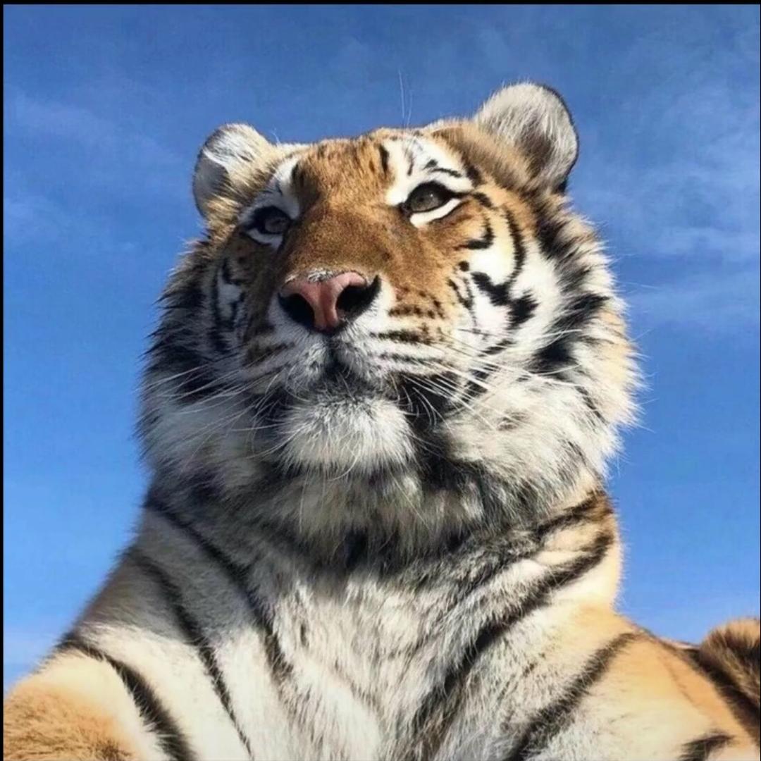 拌虎