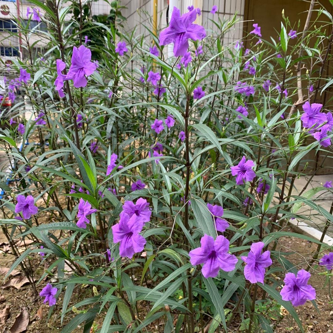 🌈Lynn🐯锦鲤小仙女