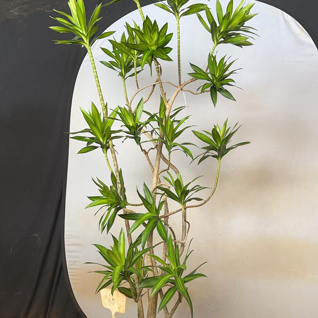 沁园春百合竹