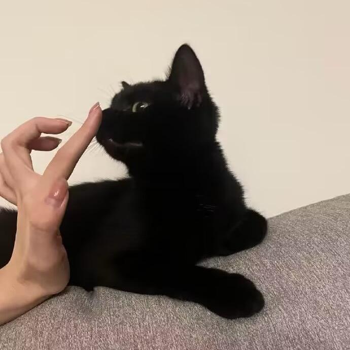 斯拉苦逼