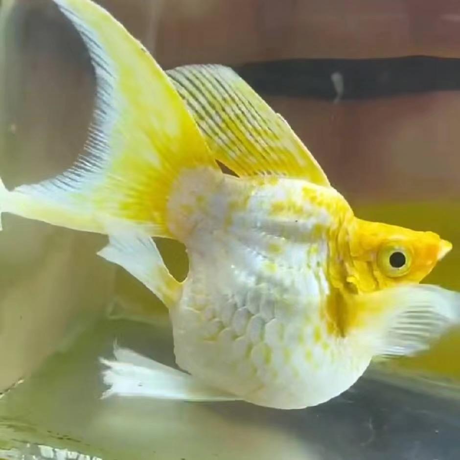 多多鱼丰年虾1