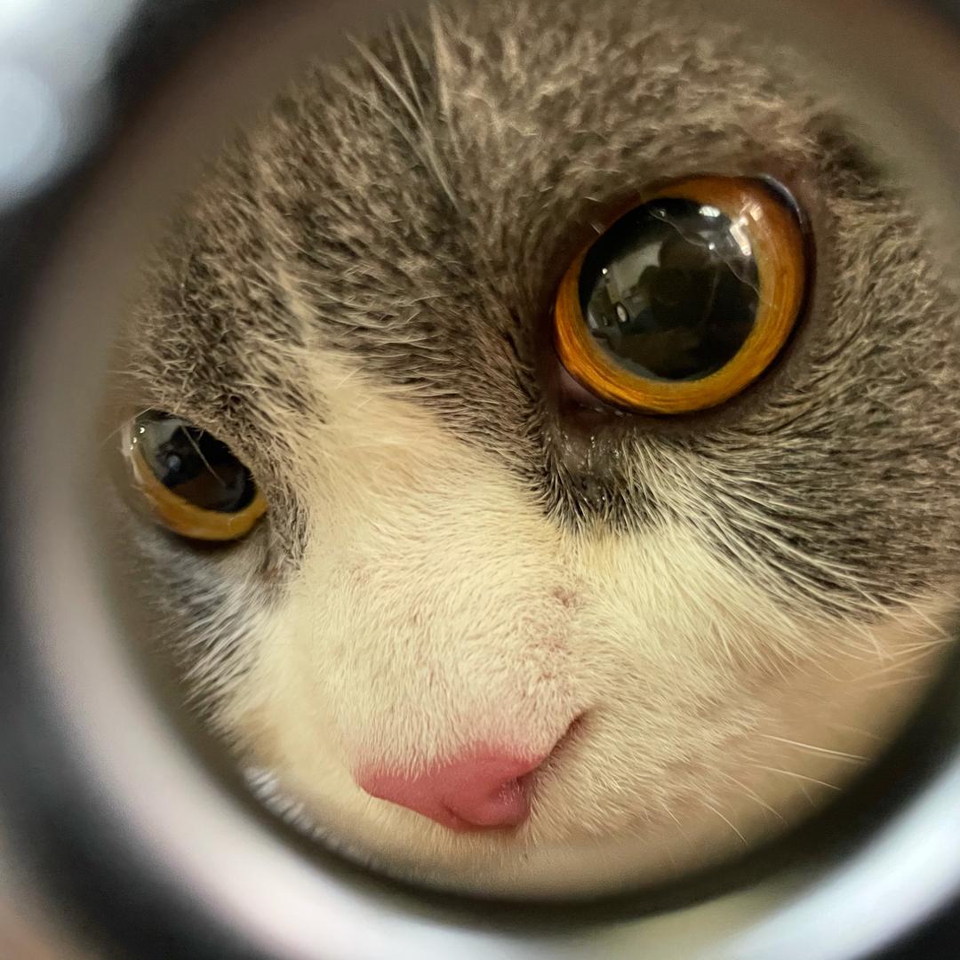 达克喵