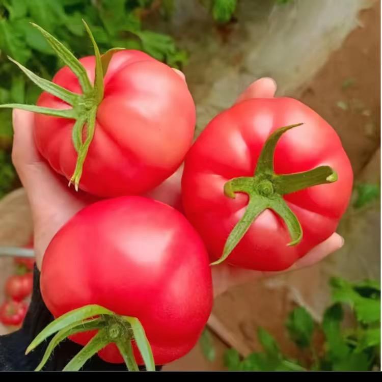 秦福园果蔬