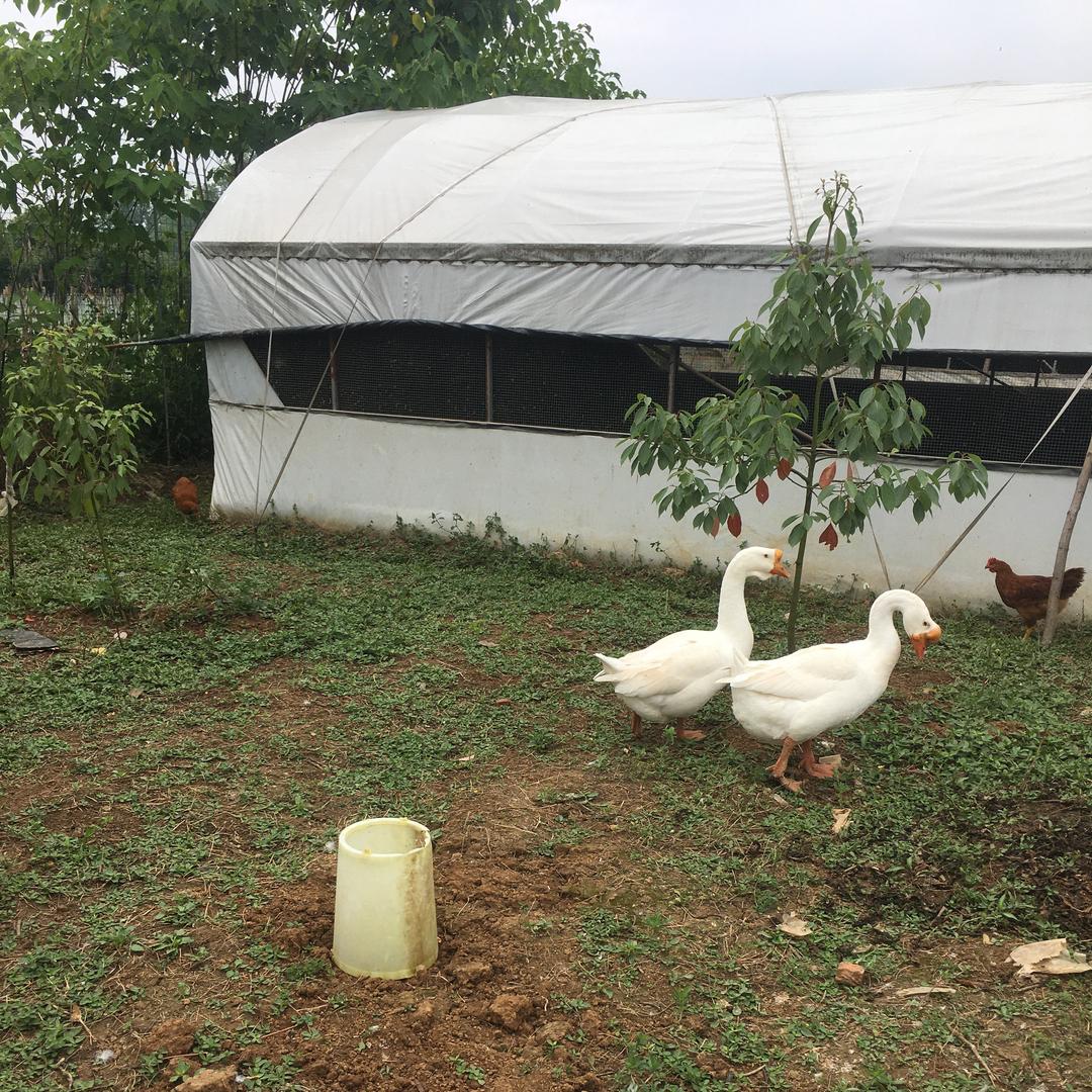 英姐散养土鸡🐔