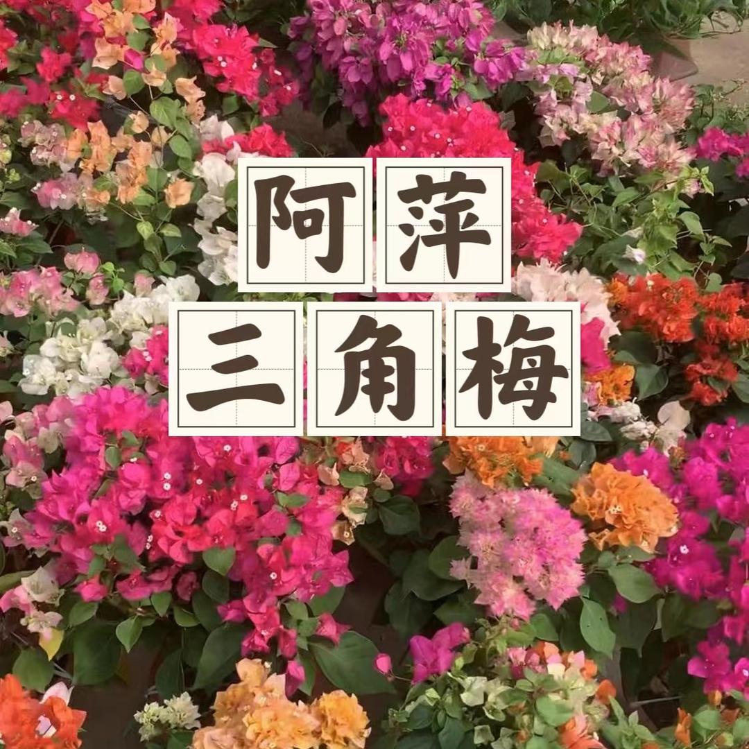漳州高新区颜厝阿萍三角梅