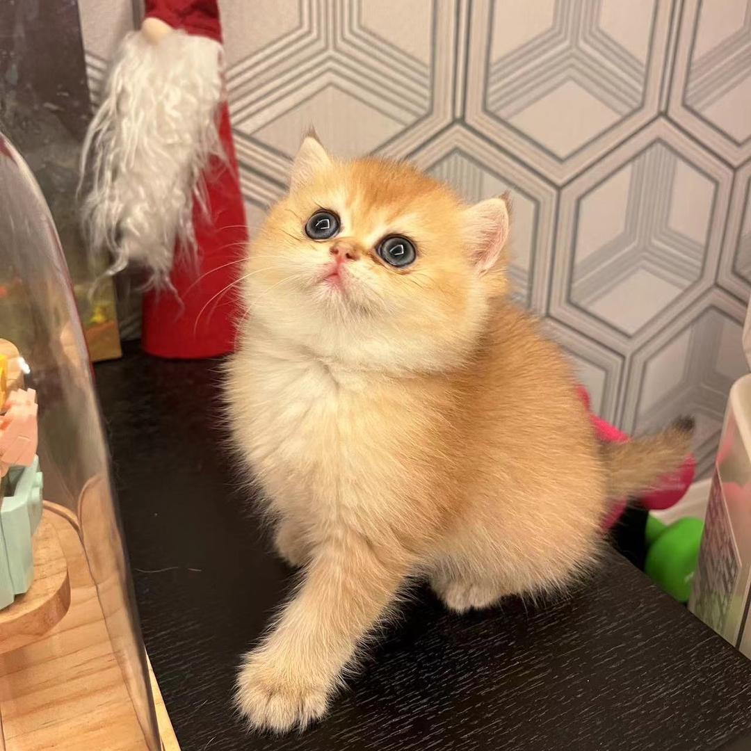 桃酥睡觉不打呼