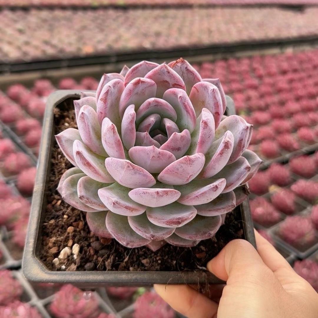 前男友精品多肉量拍多肉植物