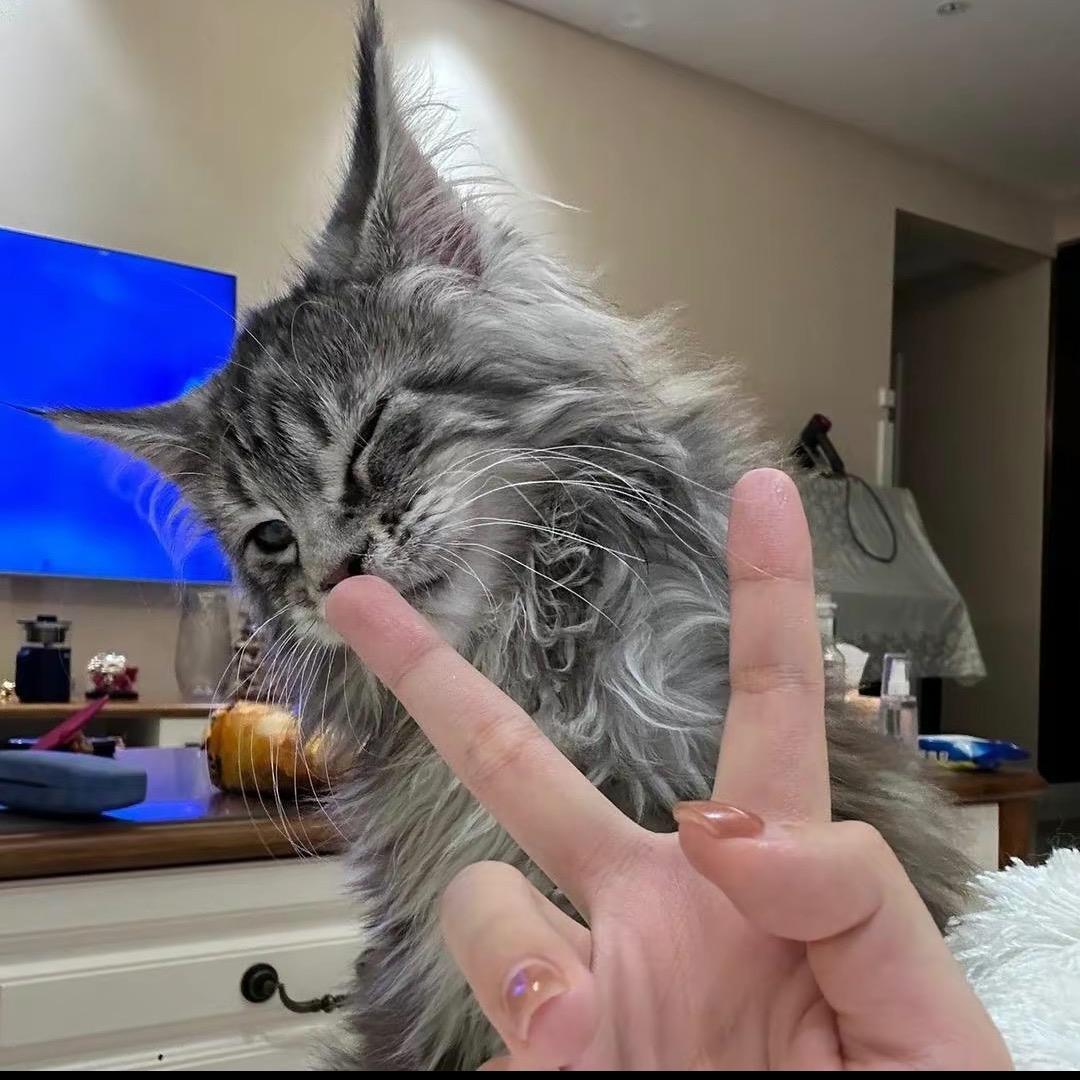高小八是只帅猫