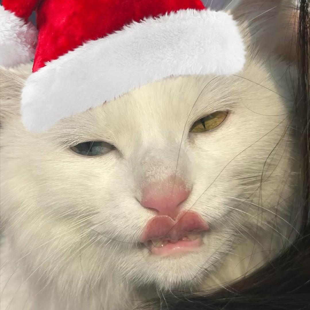 冽