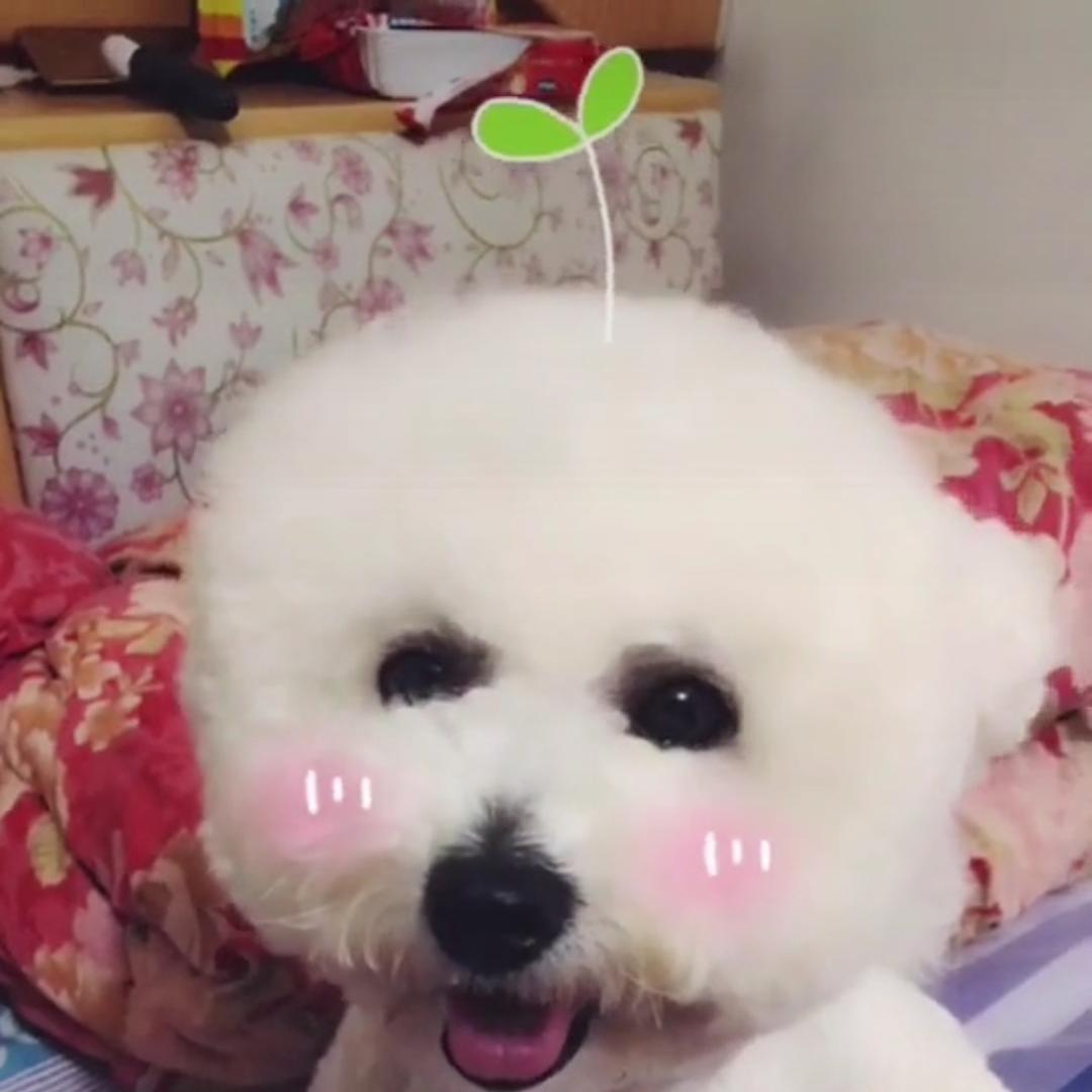 捏不圆🉐️汤圆🐶