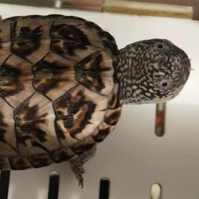 武汉养龟爱好者