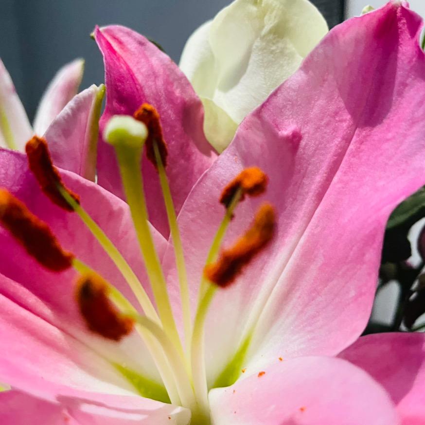 沉睡的福尔摩斯