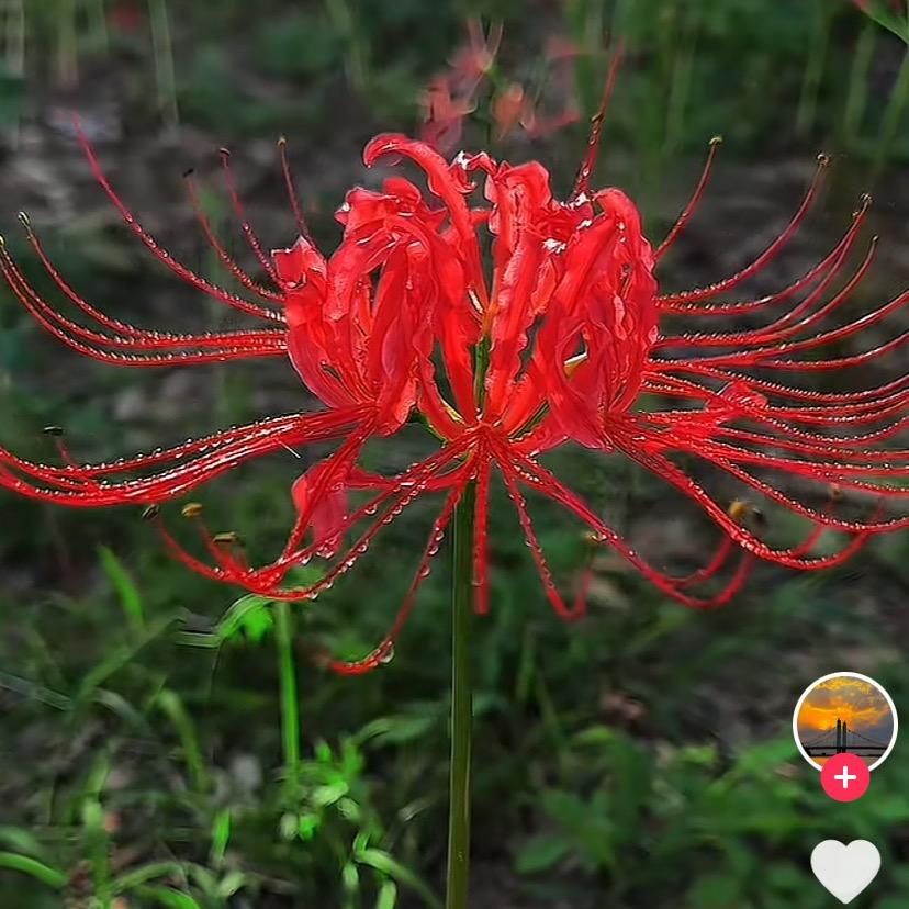 暖阳爱