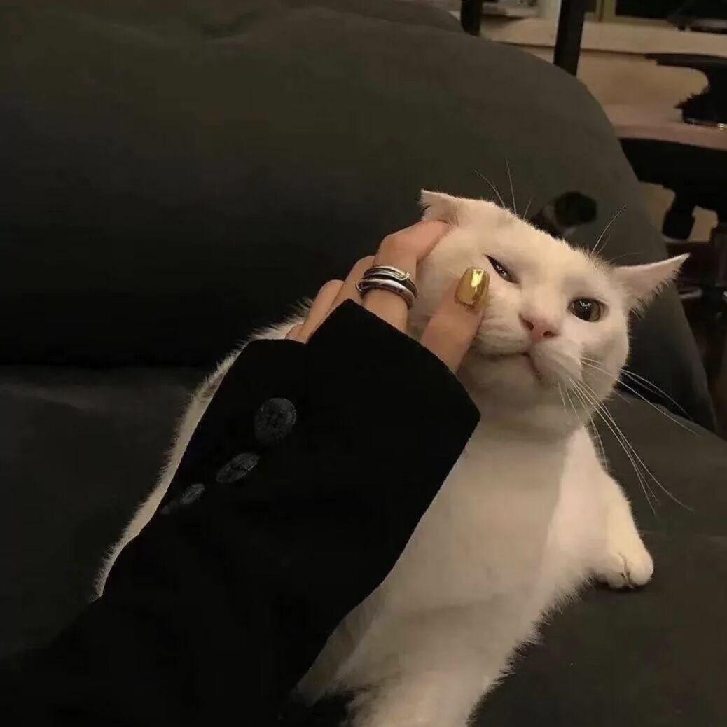 布朗熊丢了.