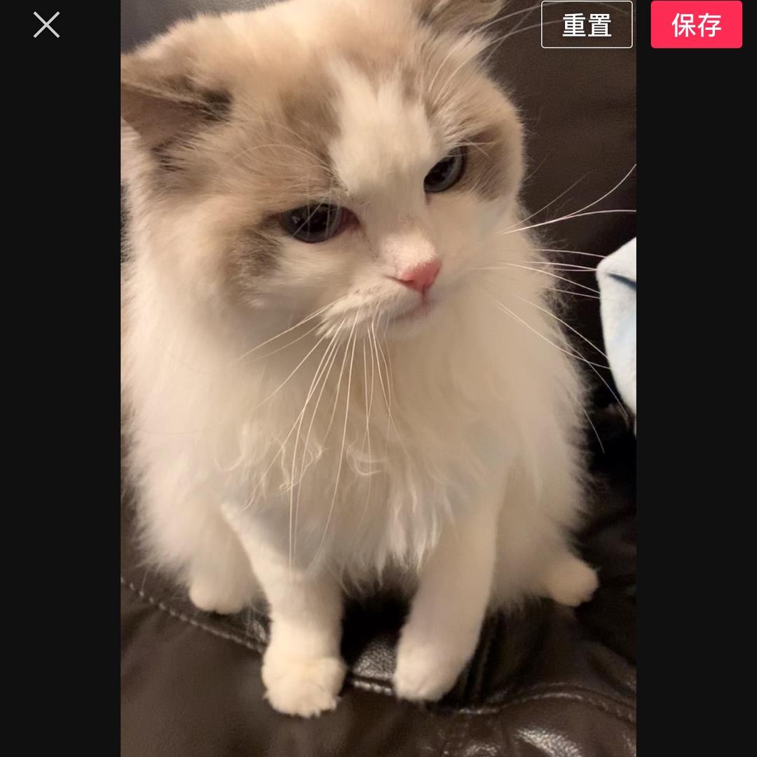暴躁小牛奶