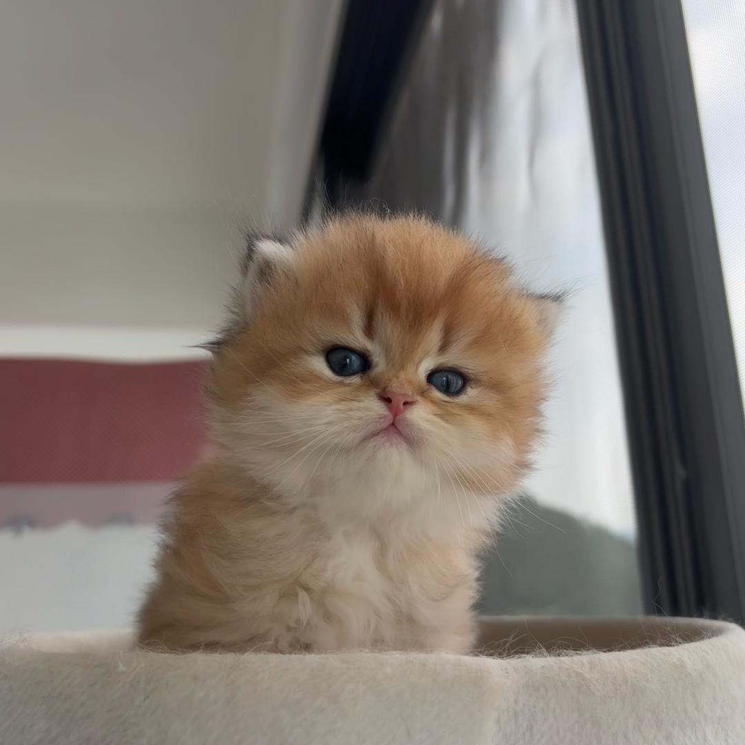 🐱Mi猫家寨养老院