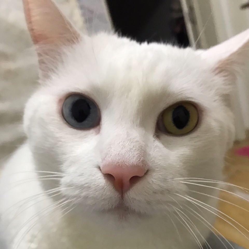 有猫名叫闹闹和二花