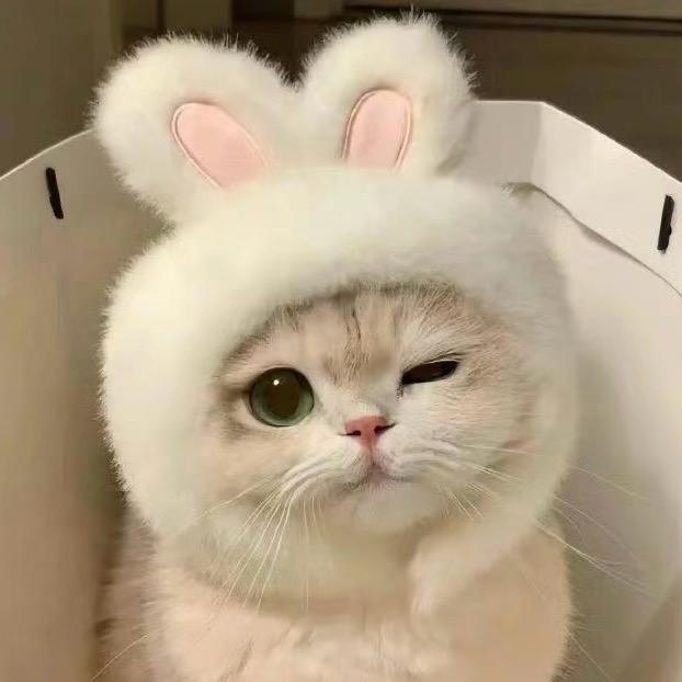 不是橘子